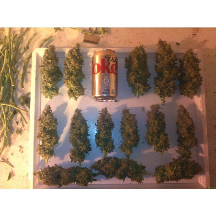 Paradise Seeds - Acid (fem.)