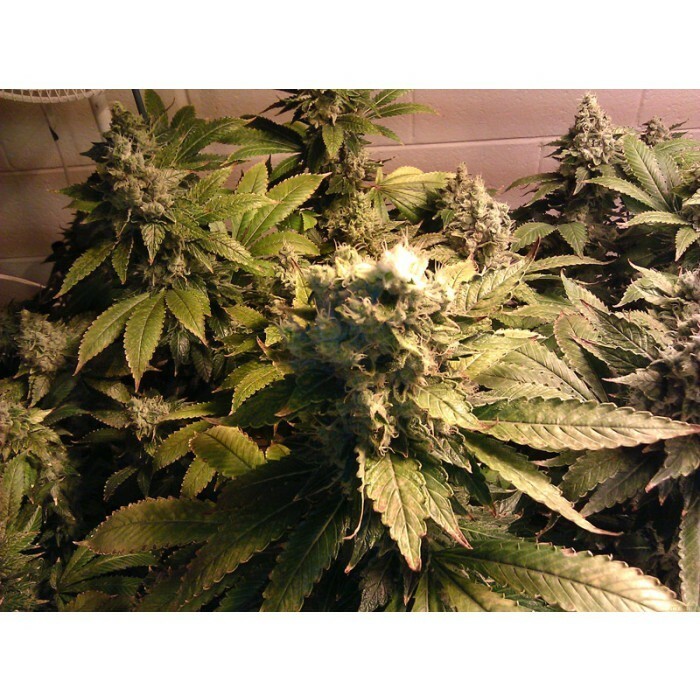 Paradise Seeds - Acid (fem.)
