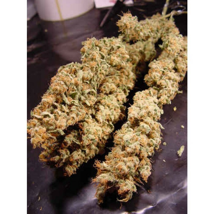 Paradise Seeds - Allkush (fem.)