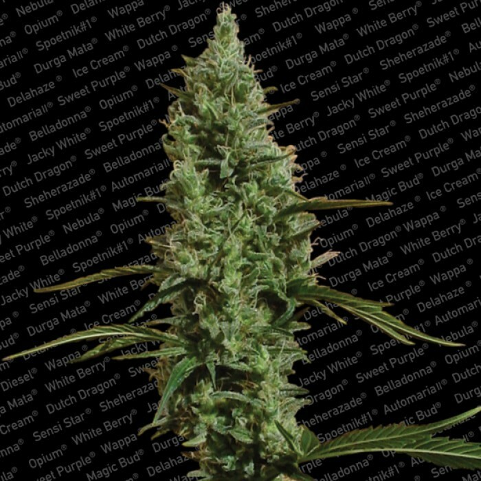Paradise Seeds - Atomical Haze (fem.)