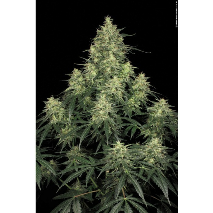 Paradise Seeds - Atomical Haze (fem.)