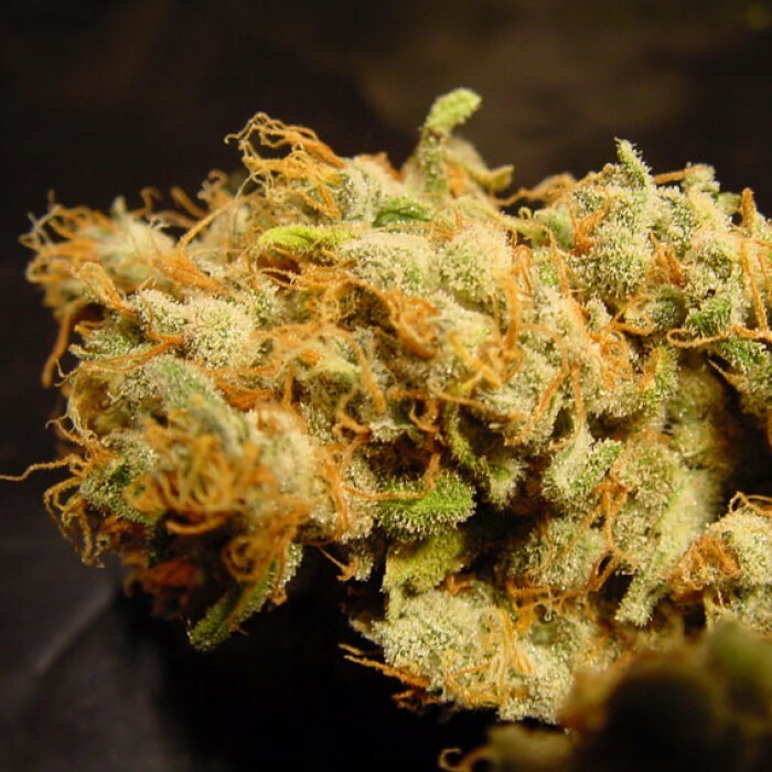 Paradise Seeds - Belladonna (fem.)