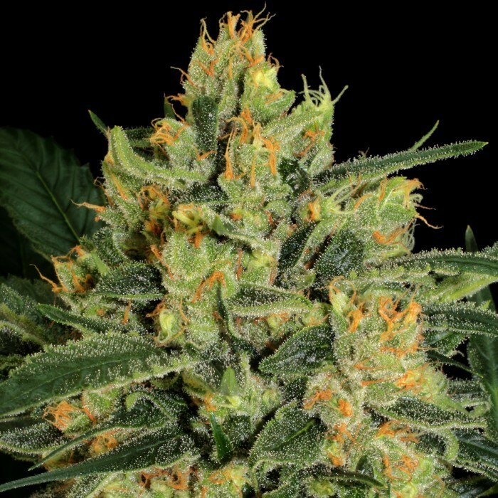 Paradise Seeds - Durga Mata II CBD (fem.)