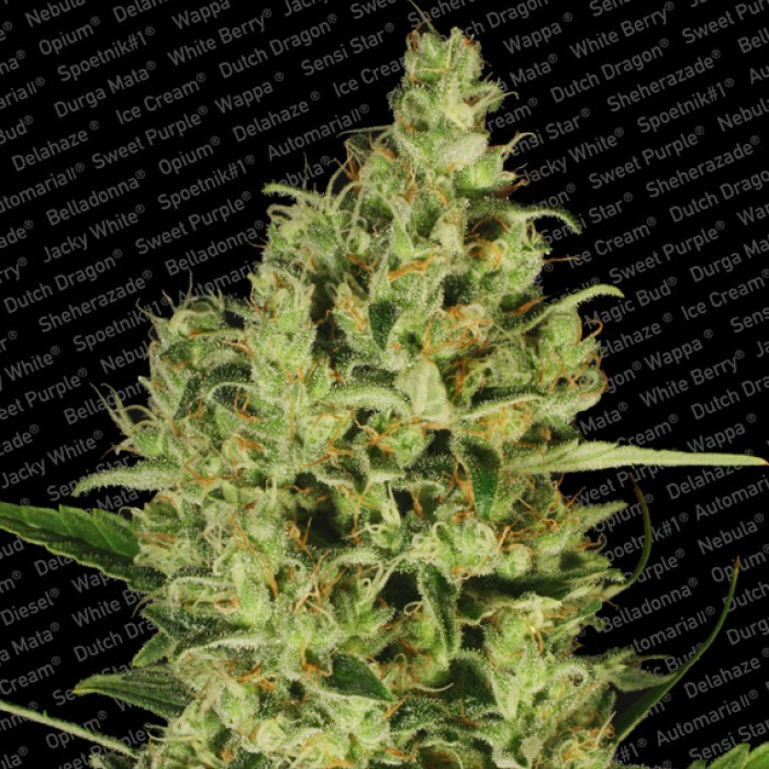 Paradise Seeds - Delahaze (fem.)