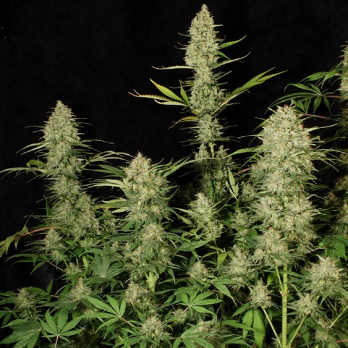 Paradise Seeds - Delahaze (fem.)