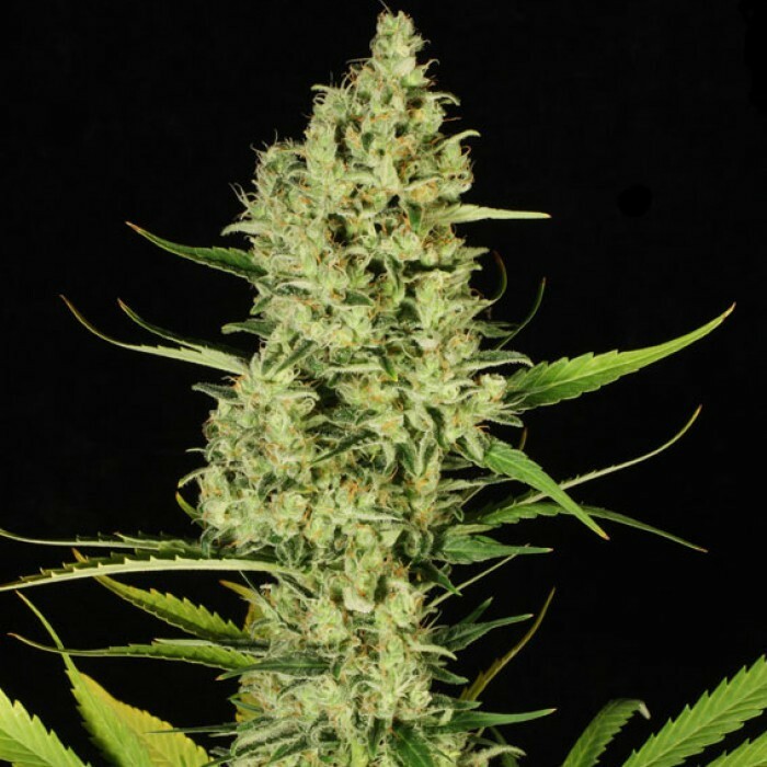 Paradise Seeds - Delahaze (fem.)