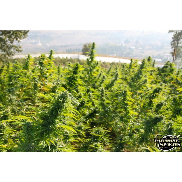 Paradise Seeds - Delahaze (fem.)