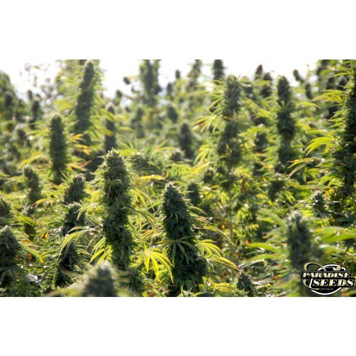 Paradise Seeds - Delahaze (fem.)
