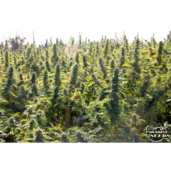 Paradise Seeds - Delahaze (fem.)