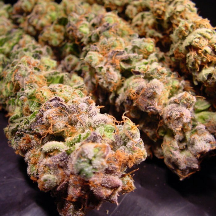 Paradise Seeds - Durga Mata (fem.)