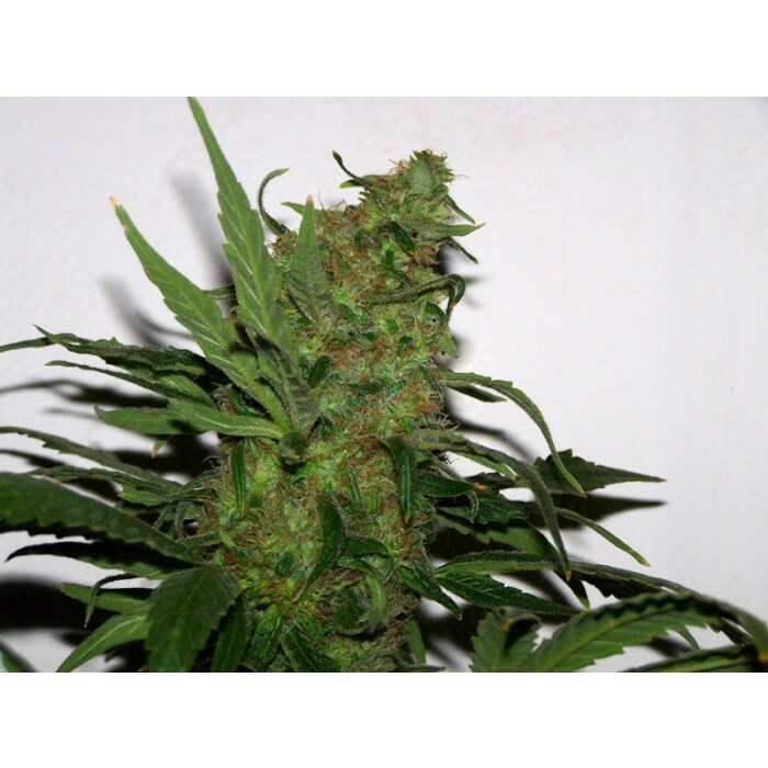 Paradise Seeds - Durga Mata (fem.)