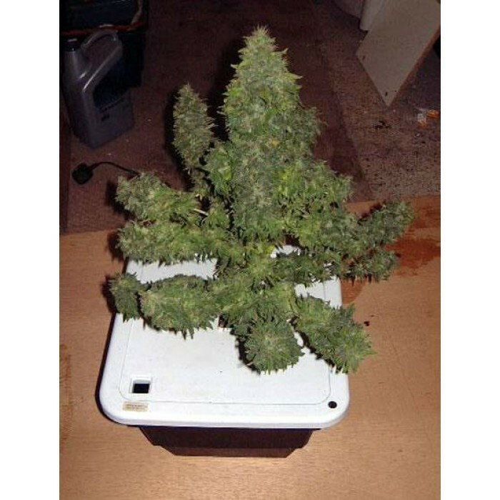 Paradise Seeds - Durga Mata (fem.)