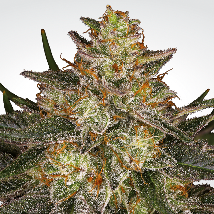 Paradise Seeds - Dutch Kush (fem.)