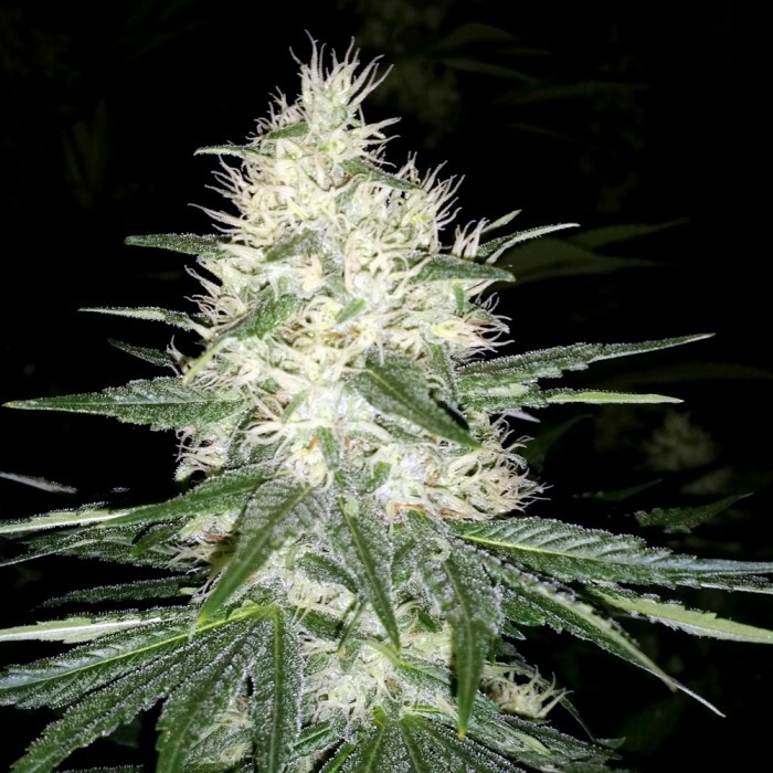 Paradise Seeds - Dutch Kush (fem.)