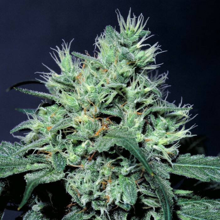 Paradise Seeds - Dutch Dragon (fem.)