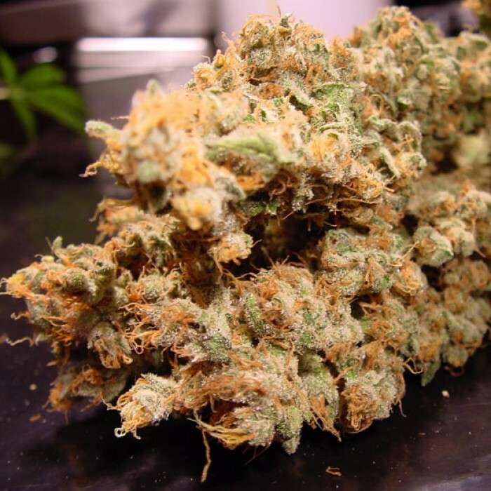 Paradise Seeds - Dutch Dragon (fem.)