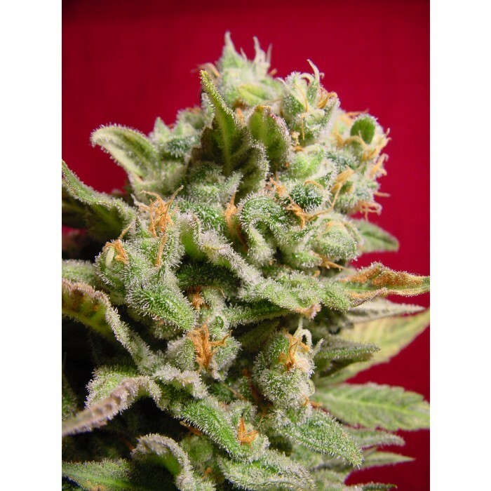 Paradise Seeds - Dutch Dragon (fem.)