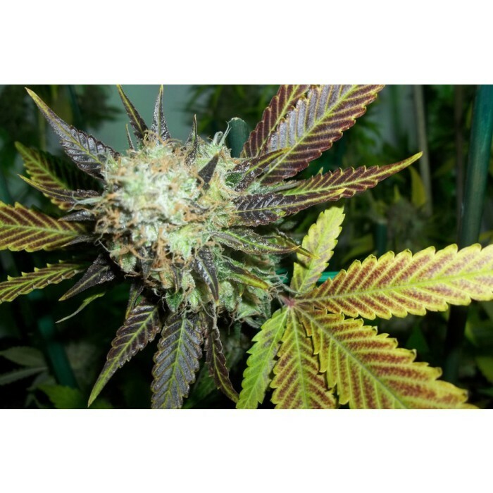 Paradise Seeds - Lucid Bolt (fem.)