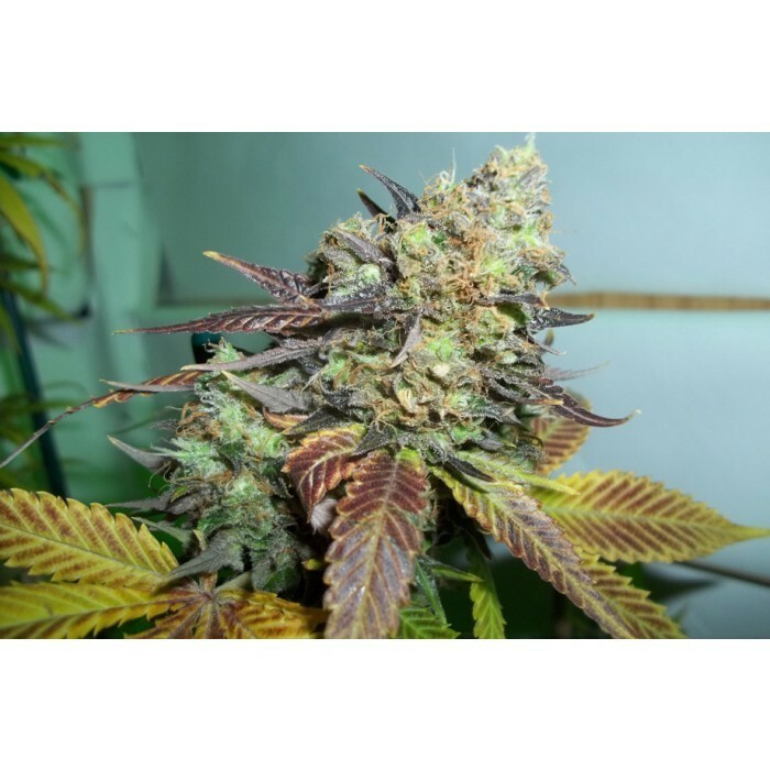 Paradise Seeds - Lucid Bolt (fem.)