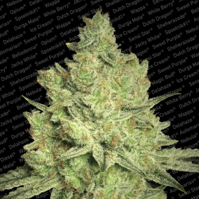 Paradise Seeds - Jacky White (fem.) Paradise Seeds - Jacky White (fem.)