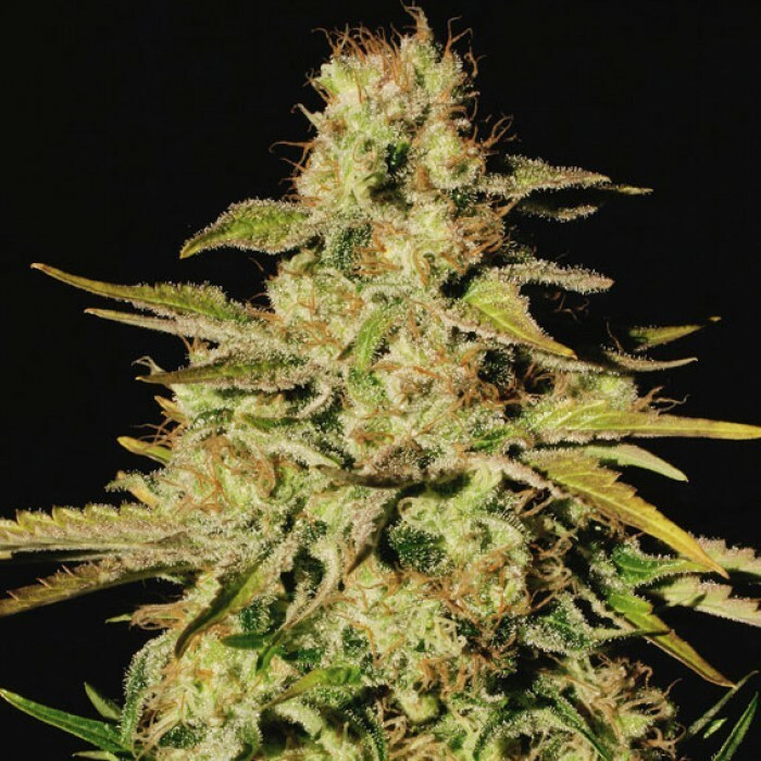 Paradise Seeds - Jacky White (fem.) Paradise Seeds - Jacky White (fem.)