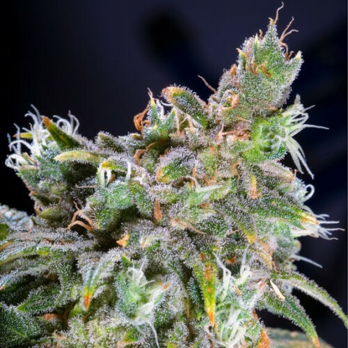 Paradise Seeds - Magic Bud (fem.)