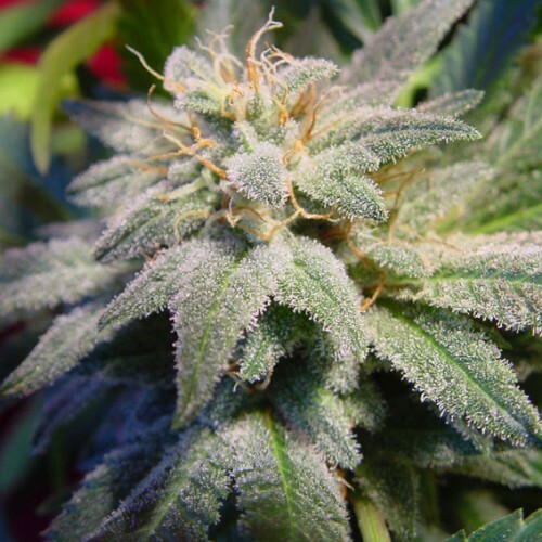 Paradise Seeds - Magic Bud (fem.)