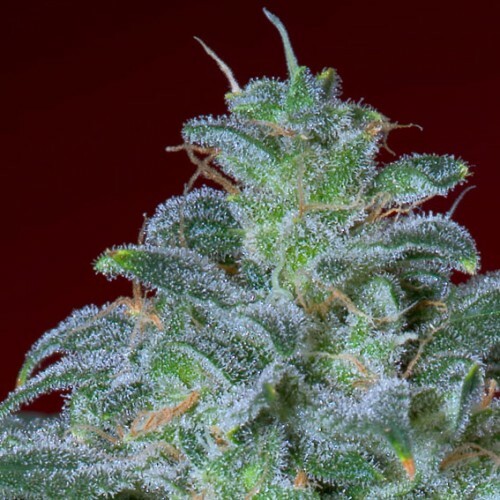 Paradise Seeds - Magic Bud (fem.)