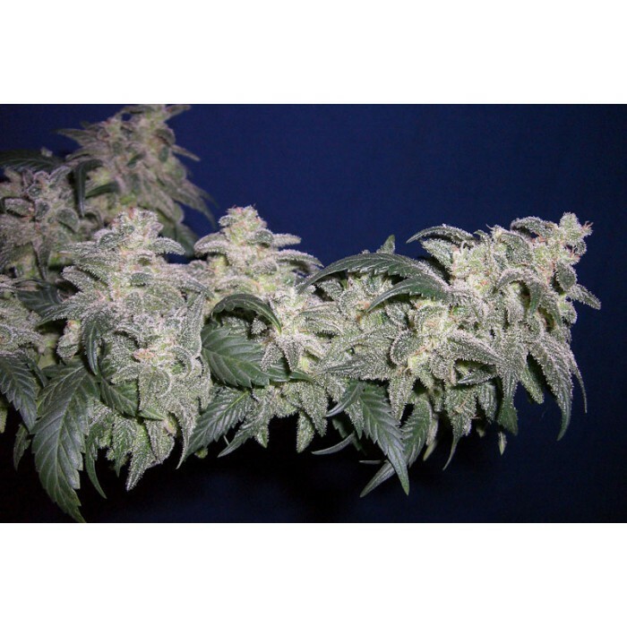 Paradise Seeds - Magic Bud (fem.)