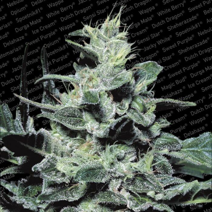 Paradise Seeds - Nebula (fem.)