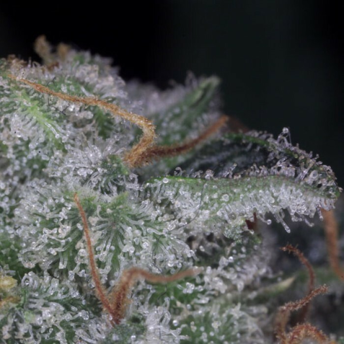 Paradise Seeds - Nebula (fem.)