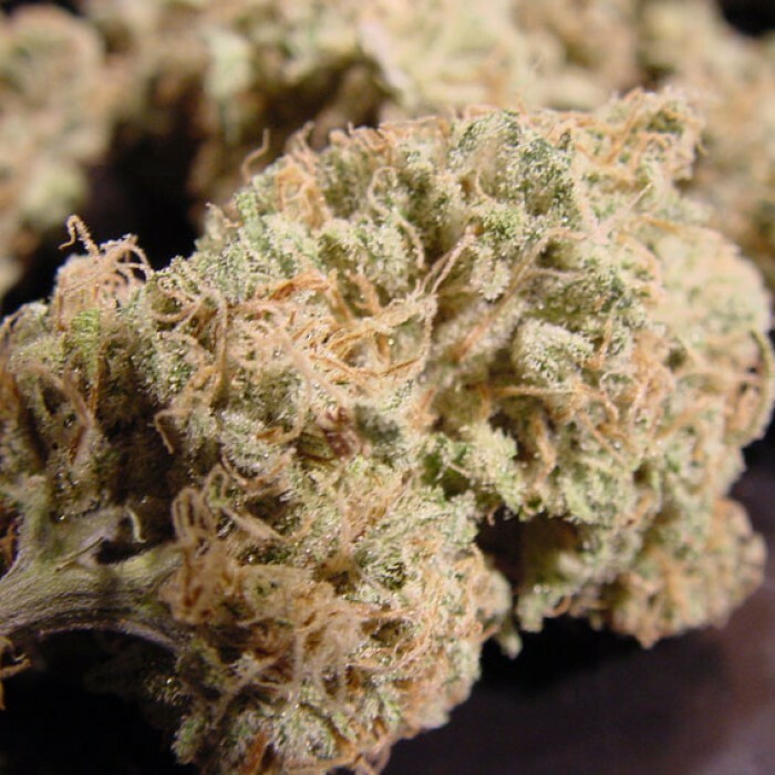 Paradise Seeds - Nebula (fem.)