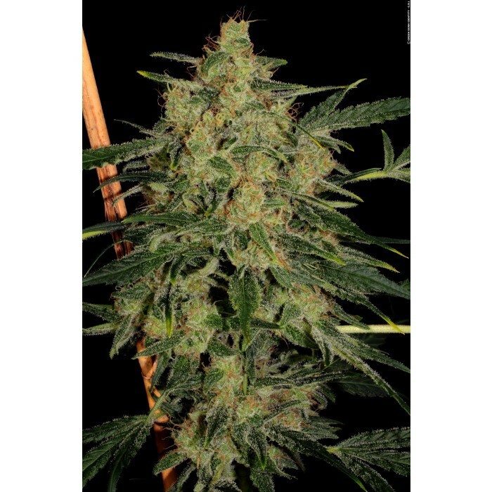 Paradise Seeds - Nebula II CBD (fem.)
