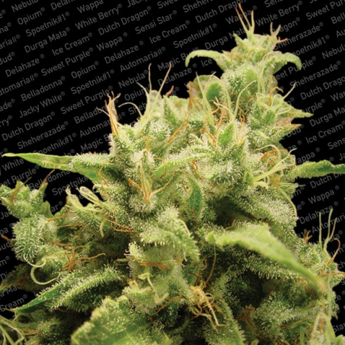 Paradise Seeds - Opium (fem.)