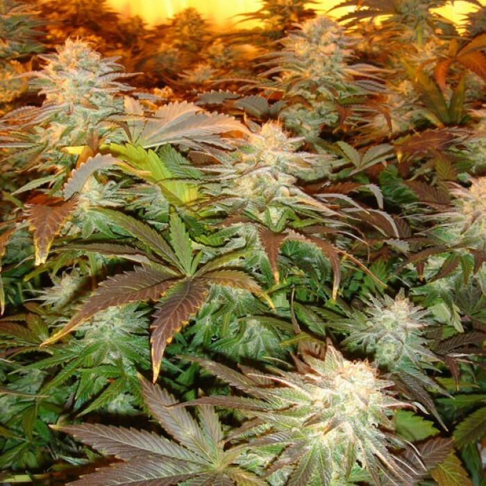 Paradise Seeds - Opium (fem.)