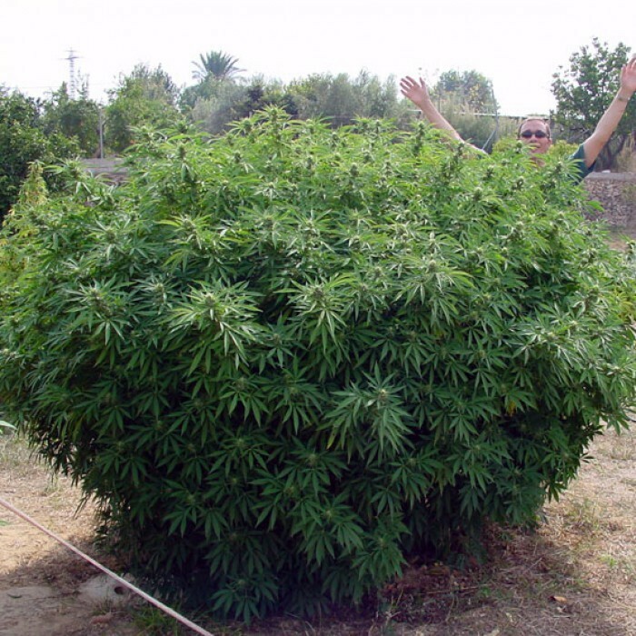 Paradise Seeds - Opium (fem.)
