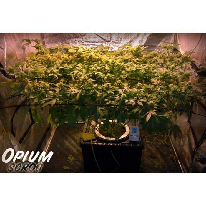 Paradise Seeds - Opium (fem.)