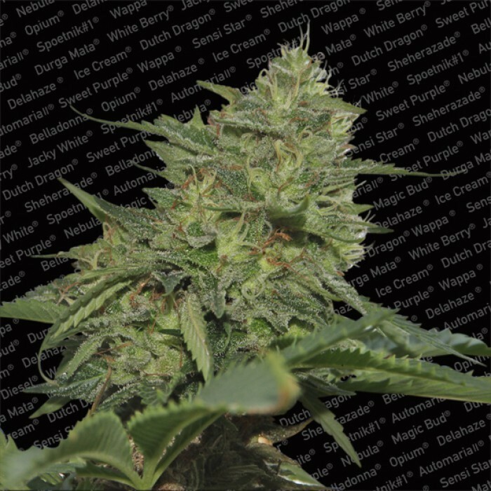 Paradise Seeds - Original Cheese (IBL) (fem.)