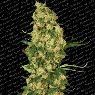 Paradise Seeds - Wappa (fem.) 🏆 01742