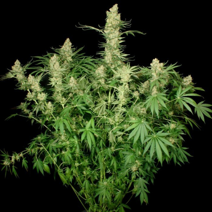 Paradise Seeds - Wappa (fem.) 🏆