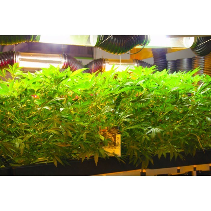 Paradise Seeds - Wappa (fem.) 🏆