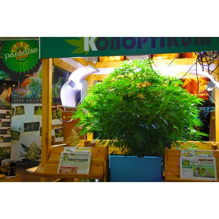 Paradise Seeds - Wappa (fem.) 🏆