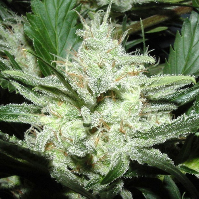 Paradise Seeds - Sensi Star (fem.)