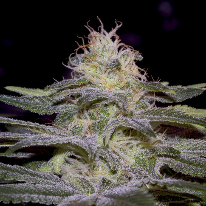 Paradise Seeds - Sensi Star (fem.)