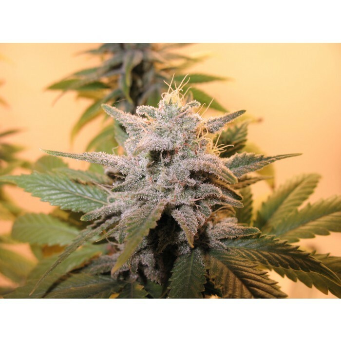 Paradise Seeds - Sensi Star (fem.)