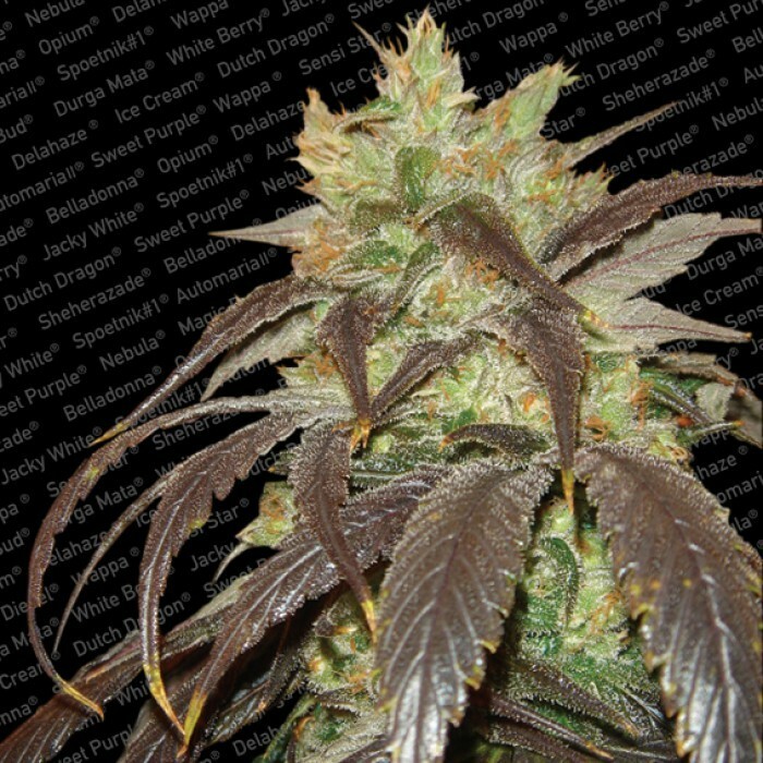 Paradise Seeds - Spoetnik #1 (fem.)