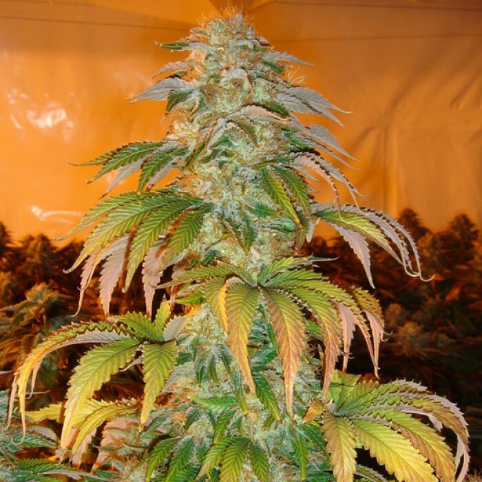 Paradise Seeds - Spoetnik #1 (fem.)