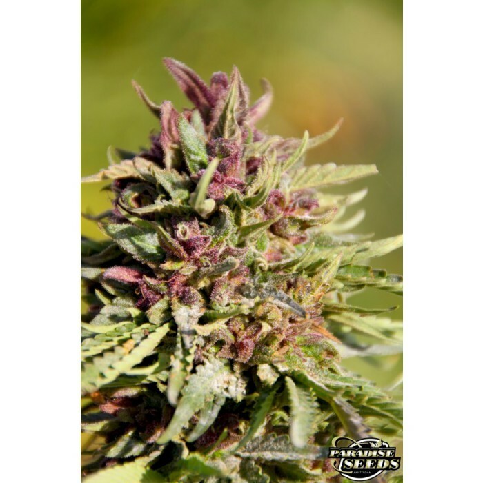 Paradise Seeds - Sweet Purple (fem.)