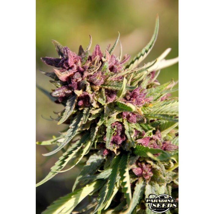 Paradise Seeds - Sweet Purple (fem.)