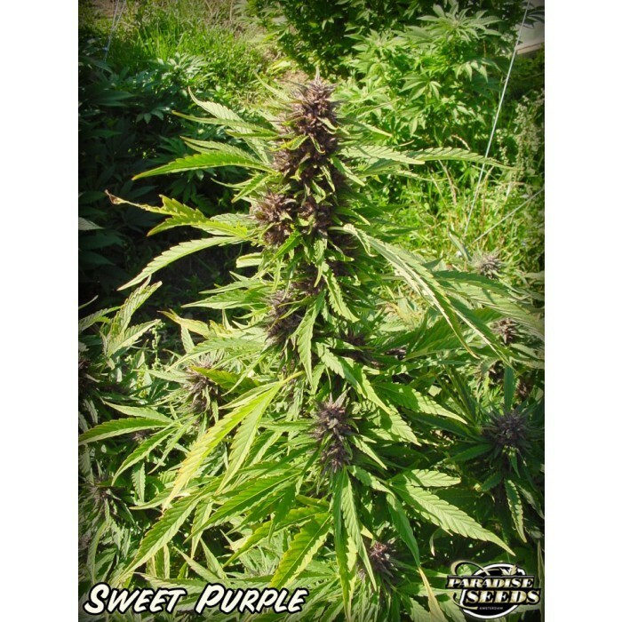 Paradise Seeds - Sweet Purple (fem.)